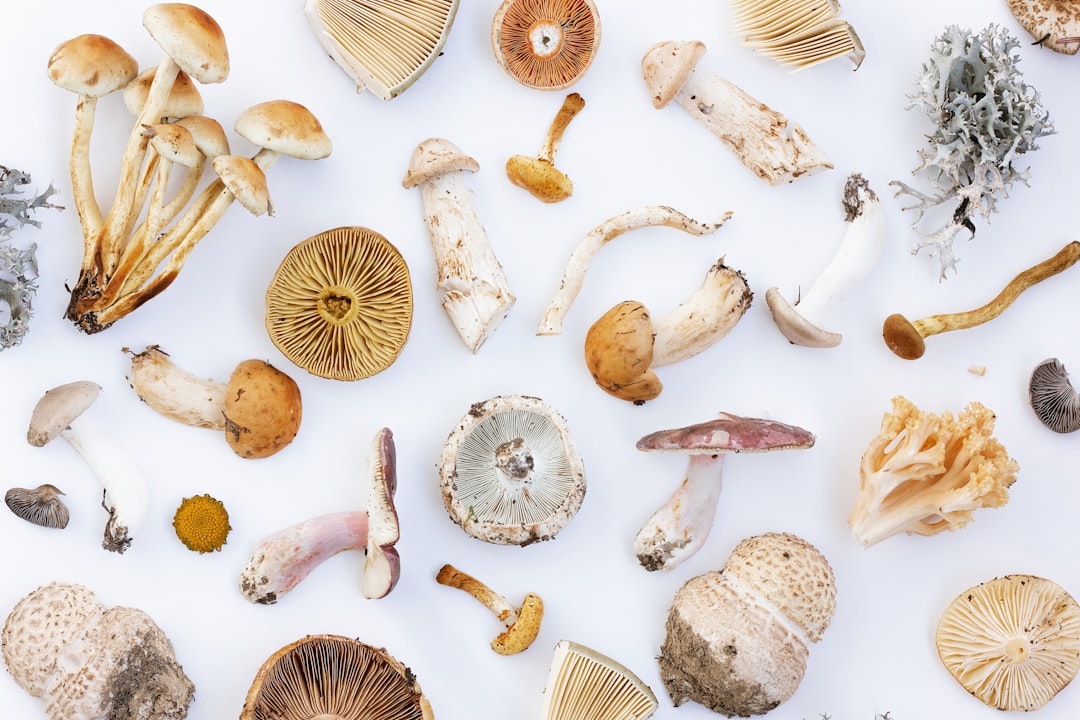 fungus