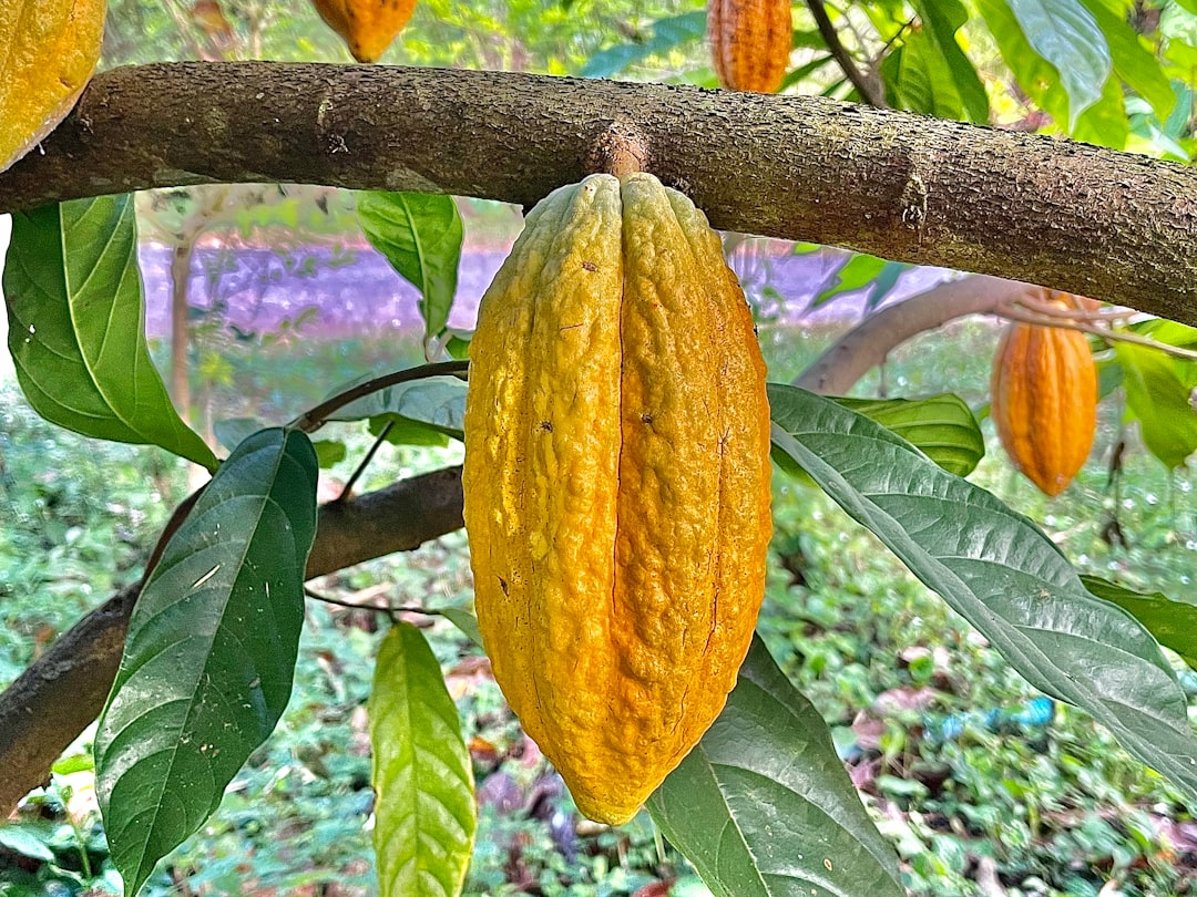 cocoa