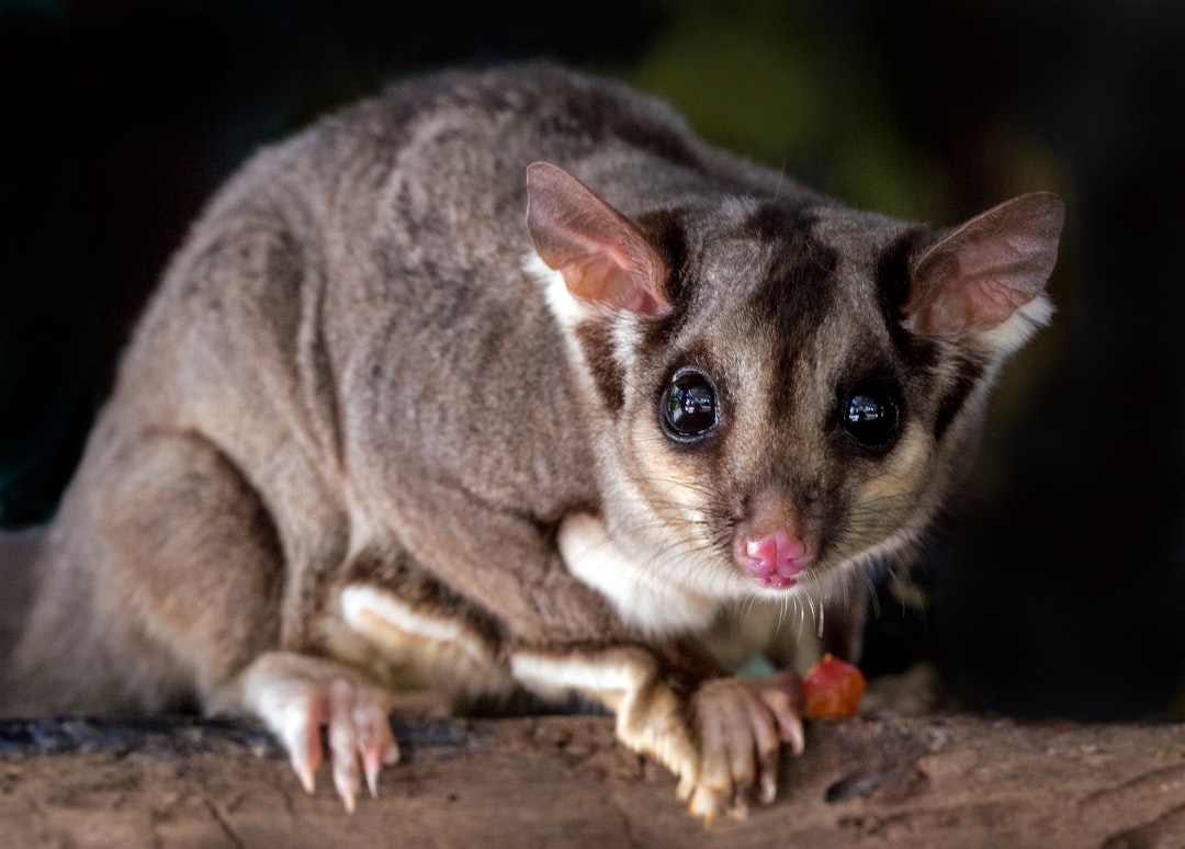 marsupial