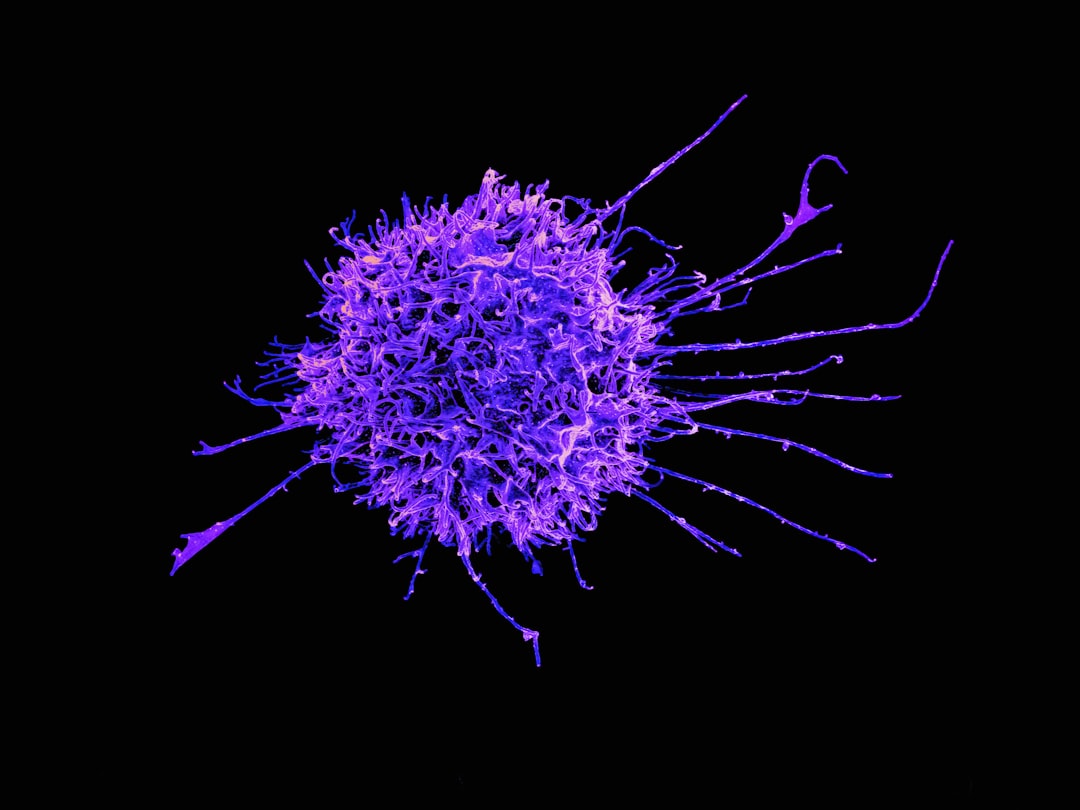 lymphocyte