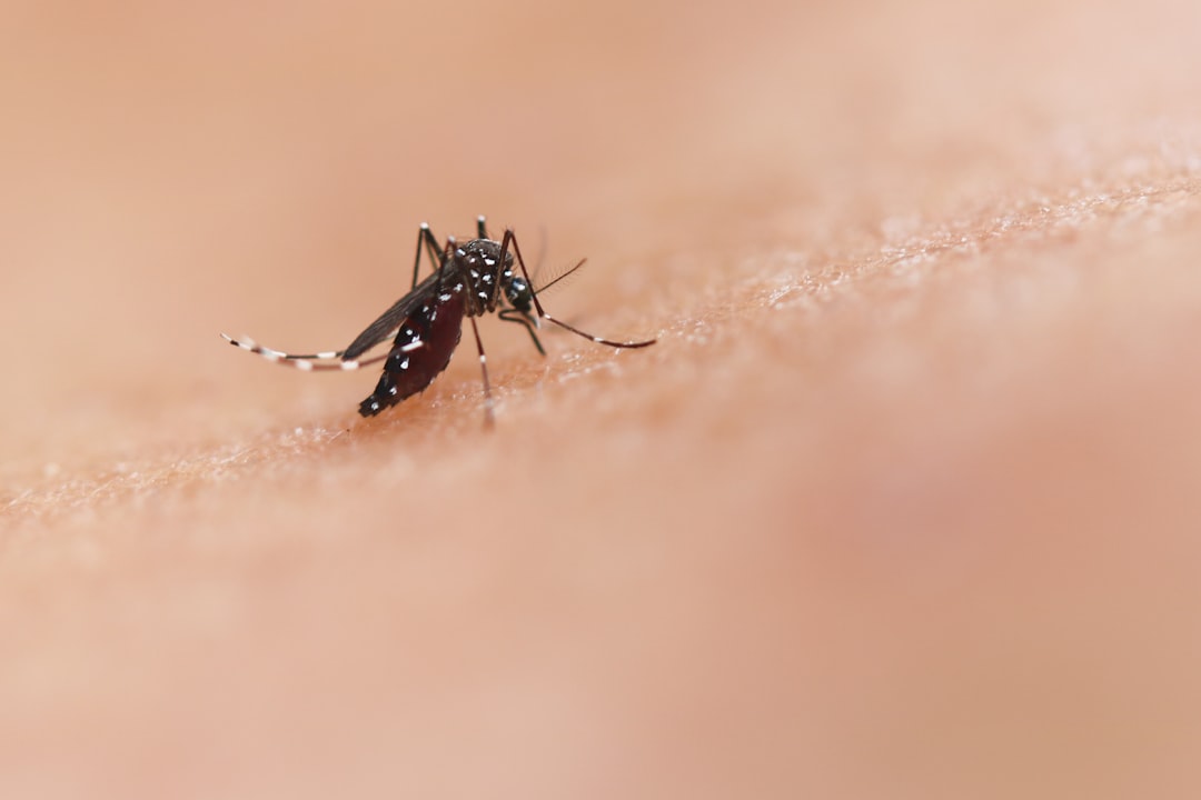 mosquito